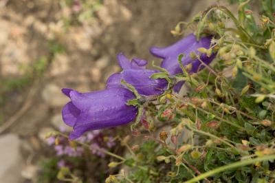 Campanule des Alpes Campanula alpestris All., 1773
