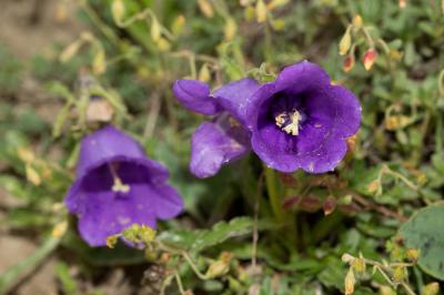 Campanule des Alpes Campanula alpestris All., 1773