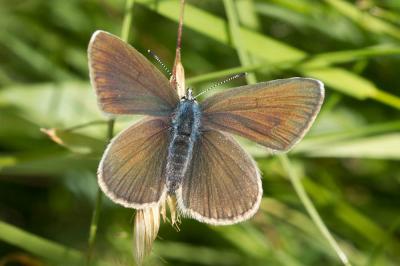 Azuré des Anthyllides (L'), Demi-Argus (Le), Argus Cyaniris semiargus (Rottemburg, 1775)