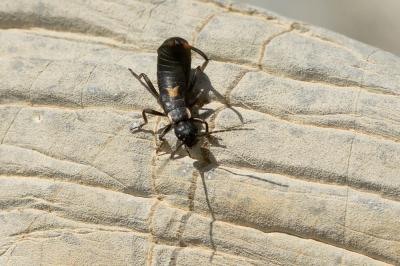  Anechura bipunctata (Fabricius, 1781)