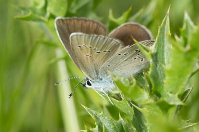 Azuré des Anthyllides (L'), Demi-Argus (Le), Argus Cyaniris semiargus (Rottemburg, 1775)