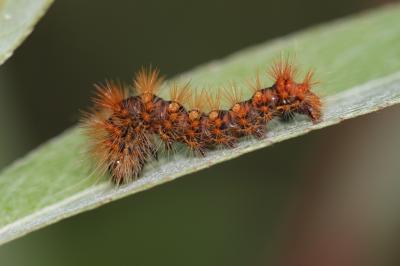 Chevelure dorée (La) Acronicta auricoma (Denis & Schiffermüller, 1775)
