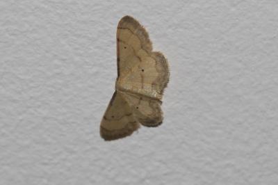 Acidalie glacée (L') , Acidalie luisante (L') Idaea politaria (Hübner, 1799)