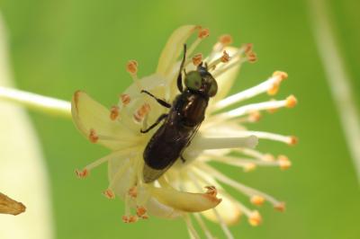  Riponnensia splendens (Meigen, 1822)