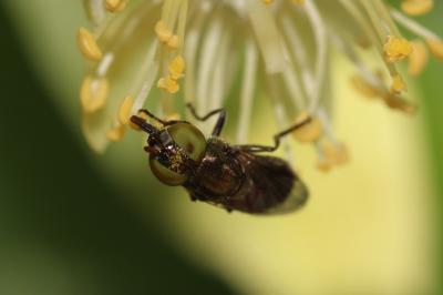  Riponnensia splendens (Meigen, 1822)