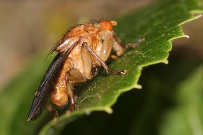 Suillia gigantea (Meigen, 1830)