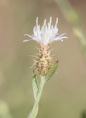 Centaurée diffuse Centaurea diffusa Lam., 1785