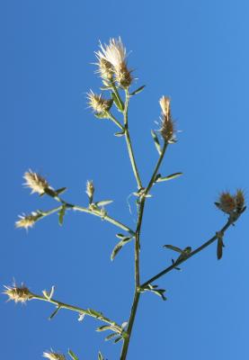 Centaurée diffuse Centaurea diffusa Lam., 1785