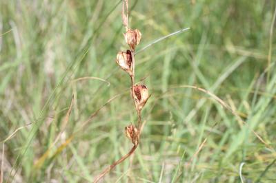 Glaïeul douteux Gladiolus dubius Guss., 1832