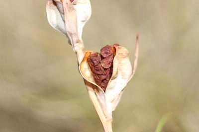 Glaïeul douteux Gladiolus dubius Guss., 1832