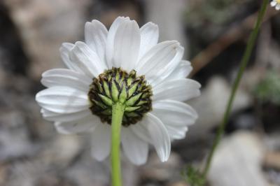 Leucanthème à feuilles de Coronope Leucanthemum coronopifolium Gren. & Godr., 1850