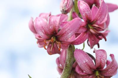 Lis martagon, Lis de Catherine Lilium martagon L., 1753