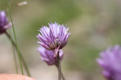 Civette, Ciboulette, Ciboule Allium schoenoprasum L., 1753
