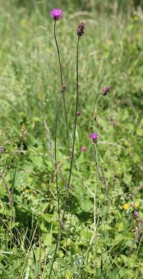 Cirse bulbeux Cirsium tuberosum (L.) All., 1785