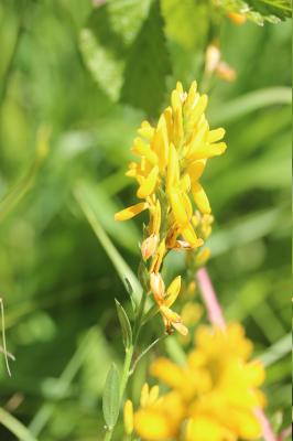 Genêt des teinturiers, Petit Genêt Genista tinctoria L., 1753