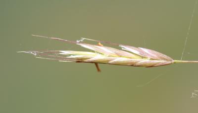 Brome des champs Bromus arvensis L., 1753