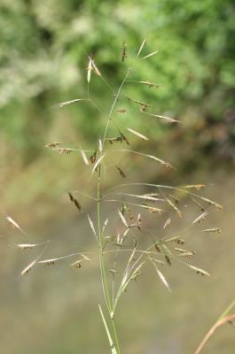 Brome des champs Bromus arvensis L., 1753