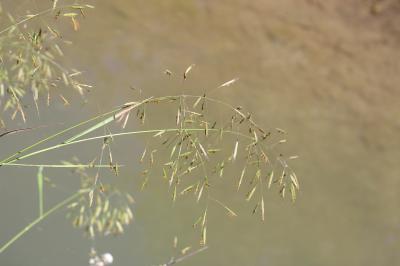 Brome des champs Bromus arvensis L., 1753