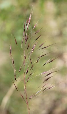 Chrysopogon grillon Chrysopogon gryllus (L.) Trin., 1820