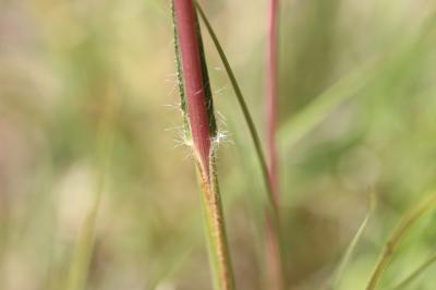 Chrysopogon grillon Chrysopogon gryllus (L.) Trin., 1820