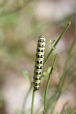 Cucullie de la Rue-des-Chiens (La) Shargacucullia caninae (Rambur, 1833)