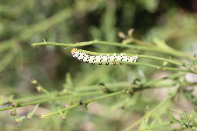 Cucullie de la Rue-des-Chiens (La) Shargacucullia caninae (Rambur, 1833)