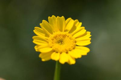 Chrysanthème de Mykonos Coleostephus myconis (L.) Cass. ex Rchb.f., 1854