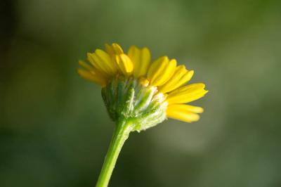 Chrysanthème de Mykonos Coleostephus myconis (L.) Cass. ex Rchb.f., 1854