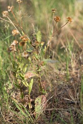 Pulicaire odorante Pulicaria odora (L.) Rchb., 1831