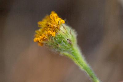 Pulicaire odorante Pulicaria odora (L.) Rchb., 1831
