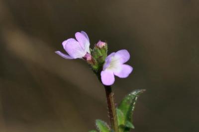 Verveine officinale Verbena officinalis L., 1753