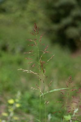 Sorgho d'Alep, Herbe de Cuba Sorghum halepense (L.) Pers., 1805