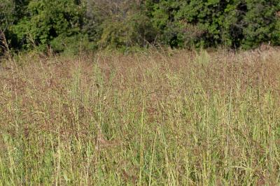Sorgho d'Alep, Herbe de Cuba Sorghum halepense (L.) Pers., 1805