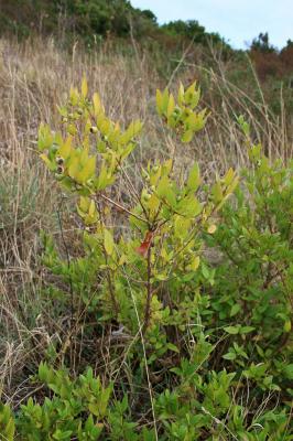 Myrte commun Myrtus communis L., 1753