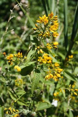 Lysimaque commune, Lysimaque vulgaire Lysimachia vulgaris L., 1753