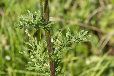Herbe de saint Jacques Jacobaea vulgaris Gaertn., 1791