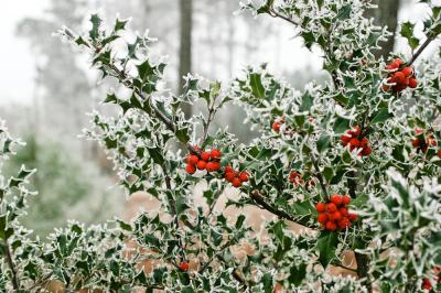 Houx Ilex aquifolium L., 1753