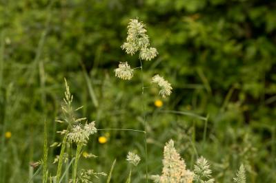 Dactyle aggloméré, Pied-de-poule Dactylis glomerata L., 1753