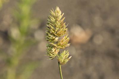 Dactyle aggloméré, Pied-de-poule Dactylis glomerata L., 1753