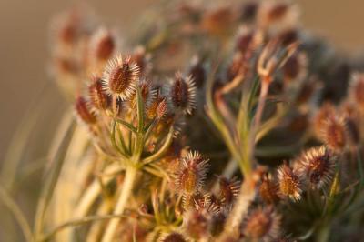 Carotte sauvage, Daucus carotte Daucus carota L., 1753