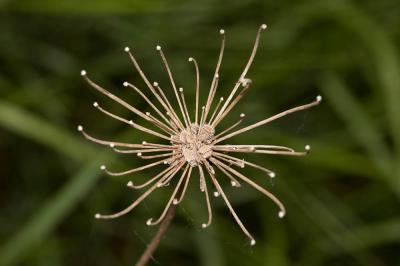 Carotte sauvage, Daucus carotte Daucus carota L., 1753