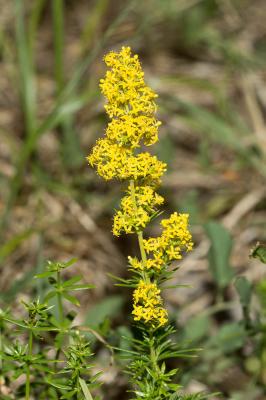 Gaillet jaune, Caille-lait jaune Galium verum L., 1753