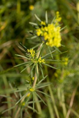Gaillet jaune, Caille-lait jaune Galium verum L., 1753