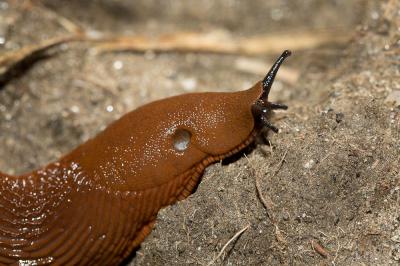 Grande loche Arion rufus (Linnaeus, 1758)