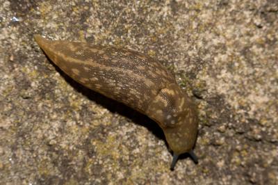 Limace des caves Limacus flavus (Linnaeus, 1758)