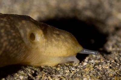 Limace des caves Limacus flavus (Linnaeus, 1758)