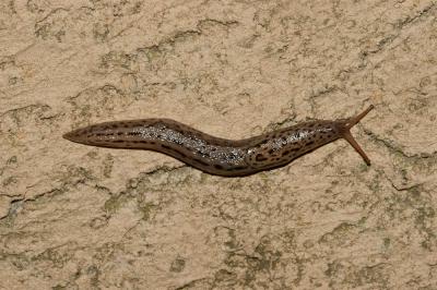 Limace léopard Limax maximus Linnaeus, 1758