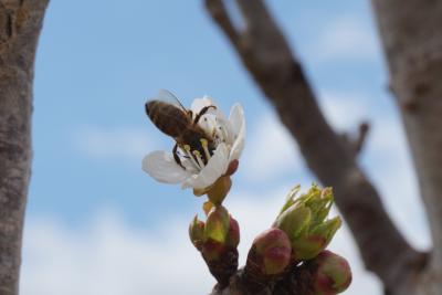 Abeille domestique, Abeille européenne, Abeille me Apis mellifera Linnaeus, 1758