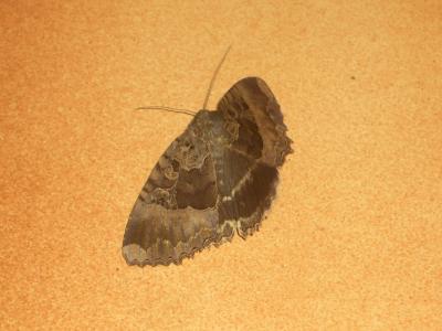 Maure Mormo maura (Linnaeus, 1758)