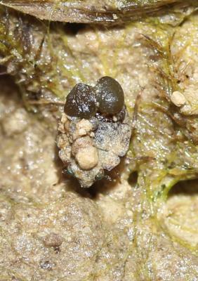 Ochterus marginé Ochterus marginatus (Latreille, 1804)